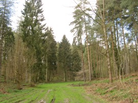 Homefield Wood
