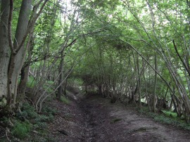 Path in Commonhill Wood