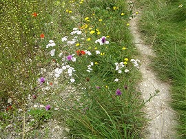 Field edge flowers
