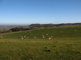 Sheep grazing on the Sundon Hills