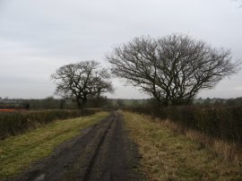Hayron's Lane