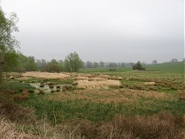 Marsh land besides the river Colne
