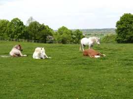 Horses relaxing on the path
