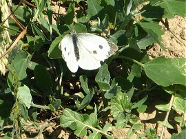 Large? White Butterfly