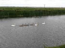 Swans on the River Great Ouse