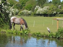 Pony and Heron besides the canal