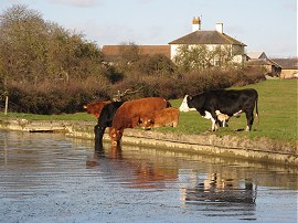 Some cattle having a drink
