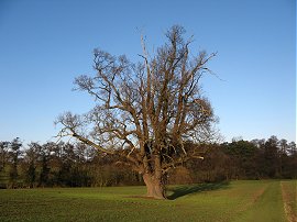 Oak Tree, Little Easton