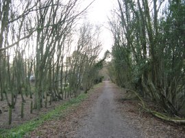 The Flitch Way, approaching Takeley