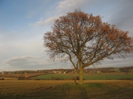 Albury Oak Tree