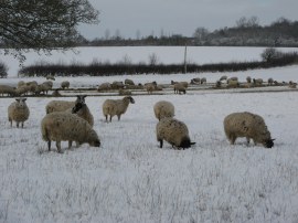 Sheep nr Roydon
