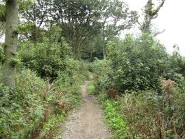 Boxley Wood