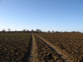 Field nr Wickham's Farm