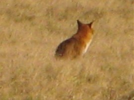 One of the foxes