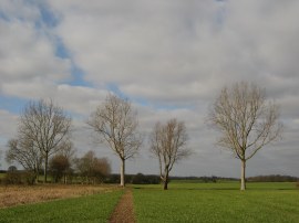 Path across the fields