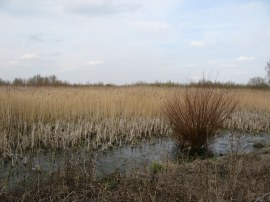 Reed lined lake