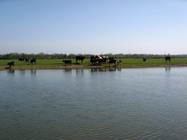 Cattle, Port Meadow