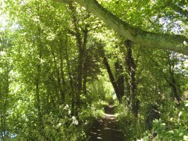 Tree lined section of the path