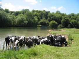 Cows having a paddle