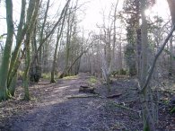 Buckney Wood