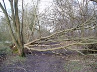 Fallen tree, Mill Wood