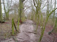 Path, Therfield Heath