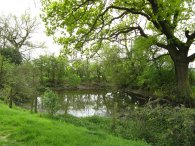Pond nr Little Wymondley