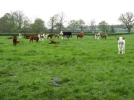 Calves nr Weston