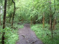 Path by Little Bury Wood