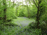 Bluebells, Chalkleys Wood
