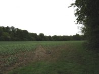 Path towards Hitch Wood
