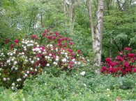 Rhododendron's, Hoo Wood