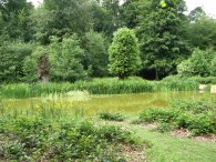 Pond, Chipperfield Common