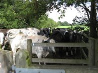 Cows at the kissing gate