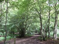 Wormley Wood