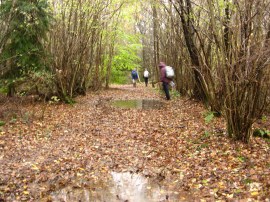 Soggy path through Long Wood