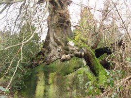 Tree growing on a rock
