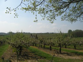 Orchards nr Matfield