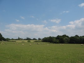 Field approaching Rolvenden