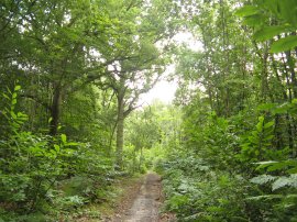 Path through Mill Wood