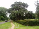Tree, Hadley Green