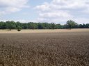 Wheat Fields nr Enfield Chase