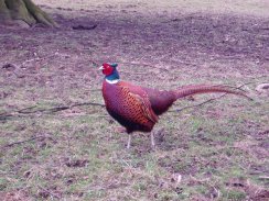 A Pheasant in Ilam Park