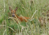 Deer, Epsom Common