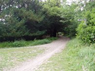 Path a Mickleham Downs