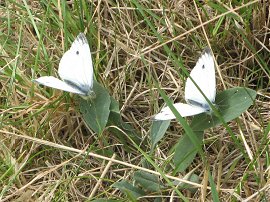 Small White butterflies
