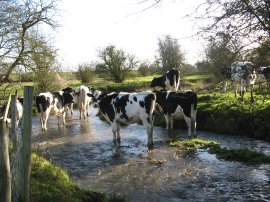 Cows in the River Stour, nr Egerton