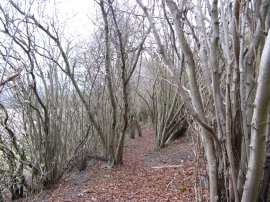 Path besides Down Wood