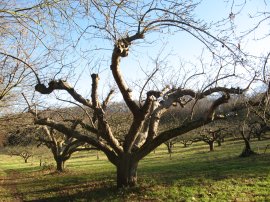 Apple Tree, No Man's Orchard