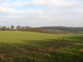 View towards Galleyhill Wood